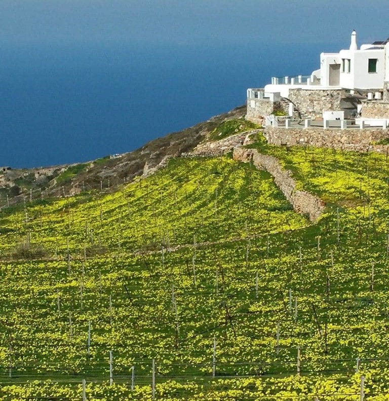 view of 'Manalis Winery' vineyards in the background of blue sky and the building
